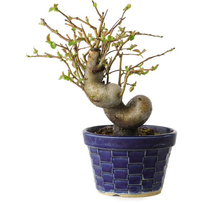 Pseudocydonia sinensis, 19 cm, ± 15 Jahre alt