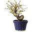 Pseudocydonia sinensis, 19 cm, ± 15 years old