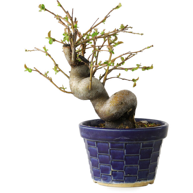 Pseudocydonia sinensis, 19 cm, ± 15 jaar oud