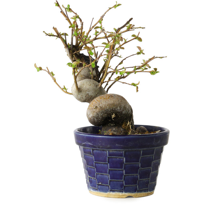 Pseudocydonia sinensis, 19 cm, ± 15 jaar oud