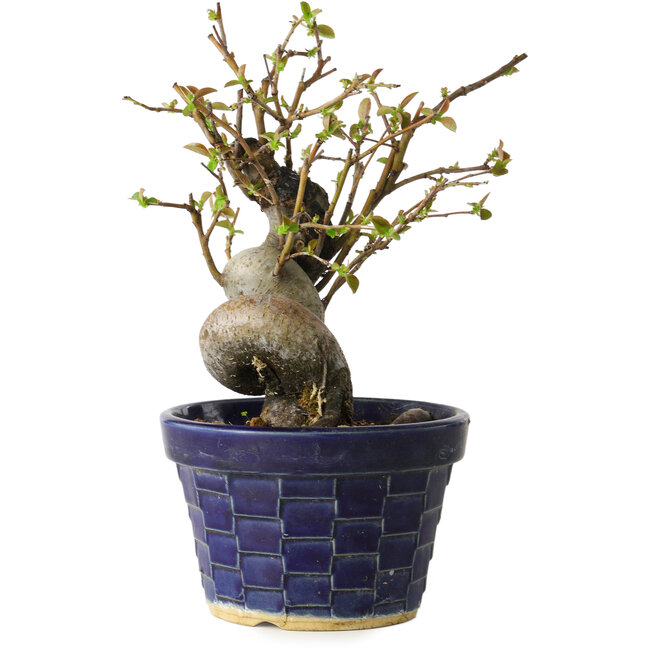 Pseudocydonia sinensis, 19 cm, ± 15 jaar oud