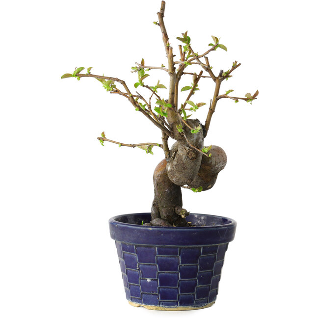 Pseudocydonia sinensis, 19 cm, ± 15 Jahre alt