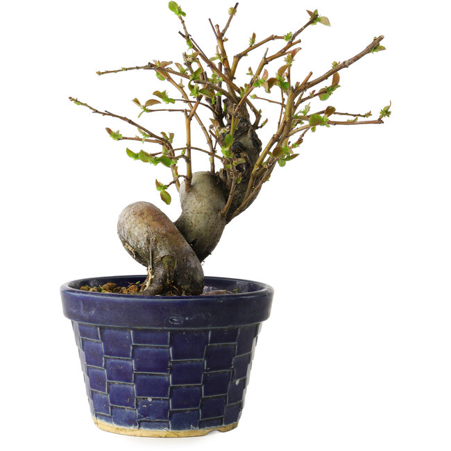 Pseudocydonia sinensis, 19 cm, ± 15 Jahre alt