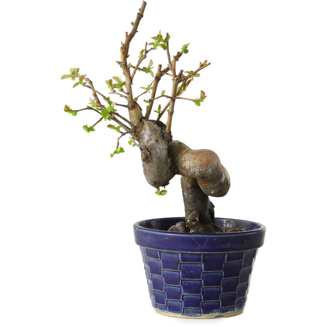 Pseudocydonia sinensis, 19 cm, ± 15 jaar oud