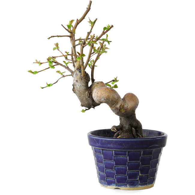 Pseudocydonia sinensis, 19 cm, ± 15 jaar oud