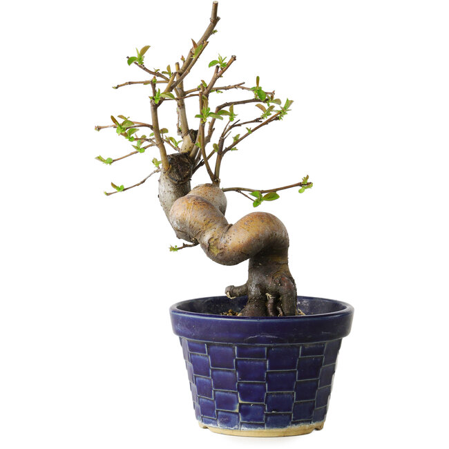 Pseudocydonia sinensis, 19 cm, ± 15 años