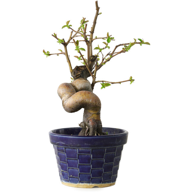 Pseudocydonia sinensis, 19 cm, ± 15 Jahre alt