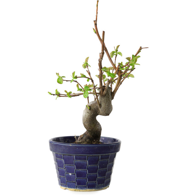 Pseudocydonia sinensis, 19 cm, ± 15 Jahre alt