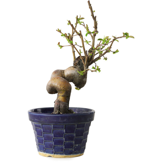 Pseudocydonia sinensis, 19 cm, ± 15 Jahre alt