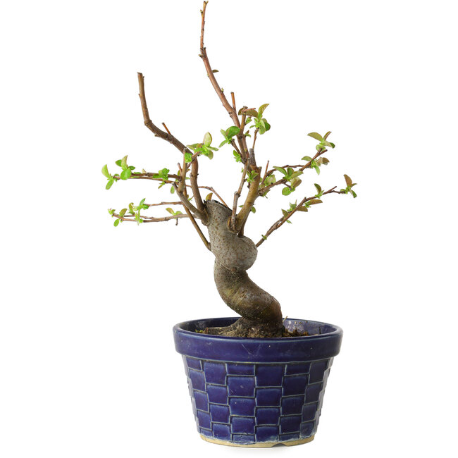 Pseudocydonia sinensis, 19 cm, ± 15 Jahre alt