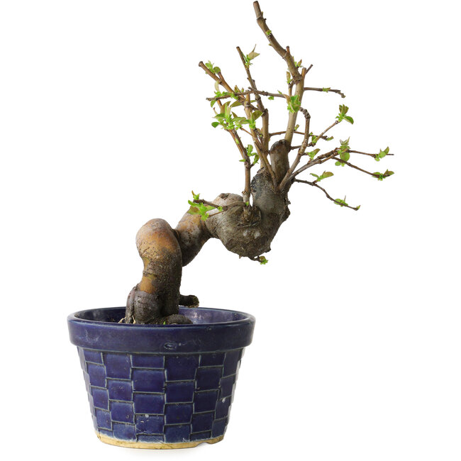 Pseudocydonia sinensis, 19 cm, ± 15 jaar oud