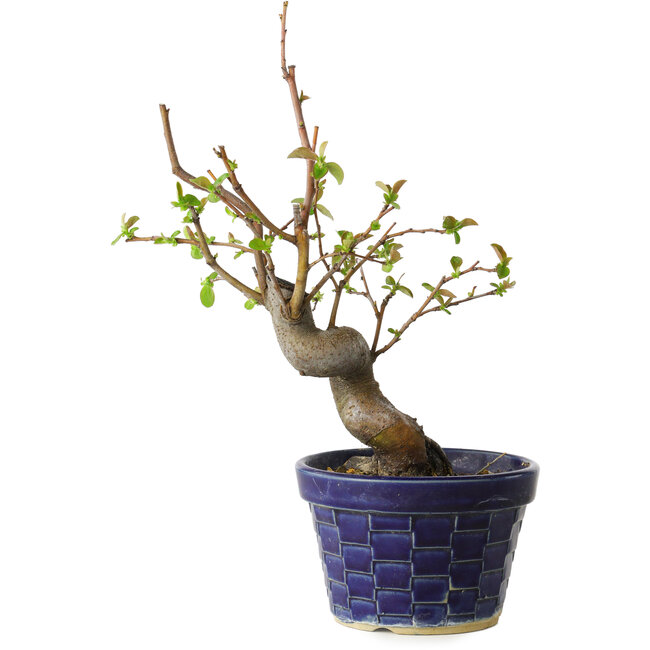 Pseudocydonia sinensis, 19 cm, ± 15 Jahre alt