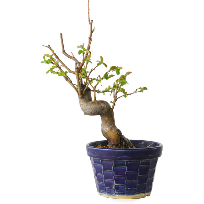 Pseudocydonia sinensis, 19 cm, ± 15 Jahre alt