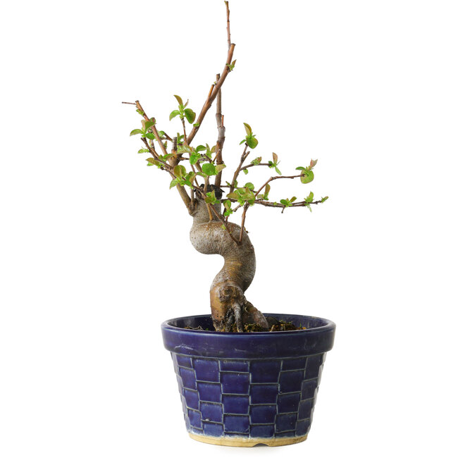 Pseudocydonia sinensis, 19 cm, ± 15 Jahre alt