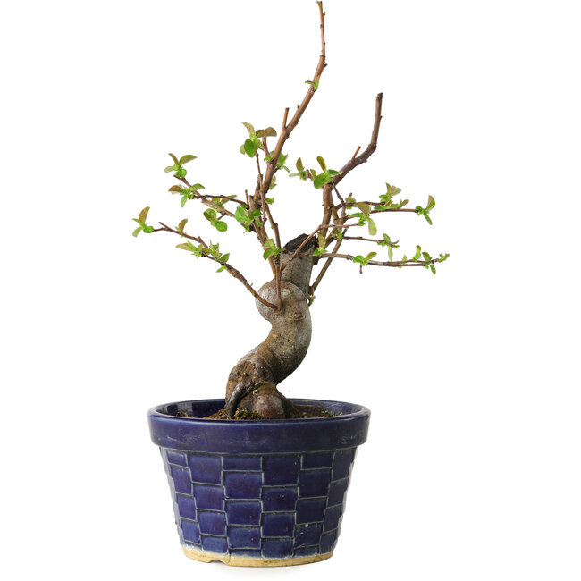 Pseudocydonia sinensis, 19 cm, ± 15 Jahre alt