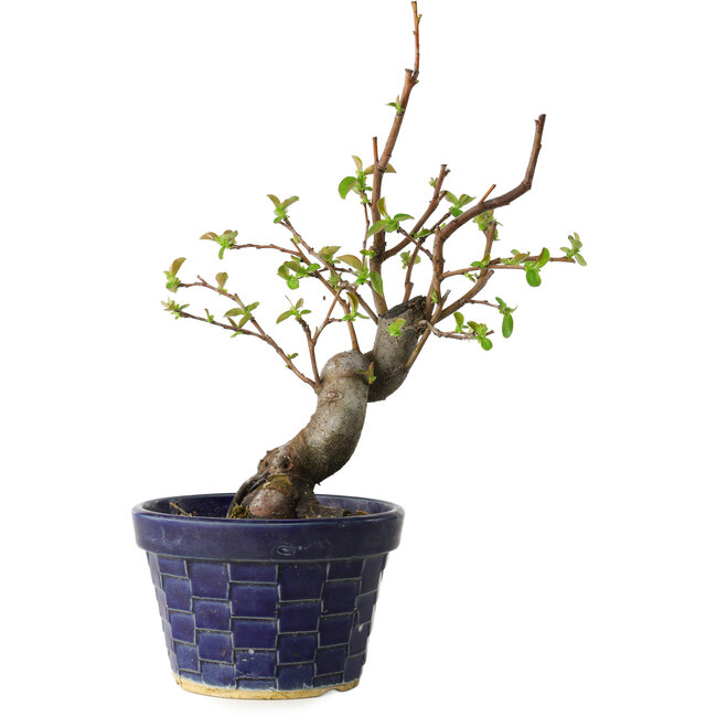 Pseudocydonia sinensis, 19 cm, ± 15 Jahre alt