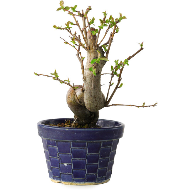 Pseudocydonia sinensis, 19 cm, ± 15 anni