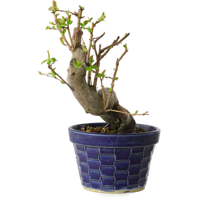 Pseudocydonia sinensis, 19 cm, ± 15 Jahre alt