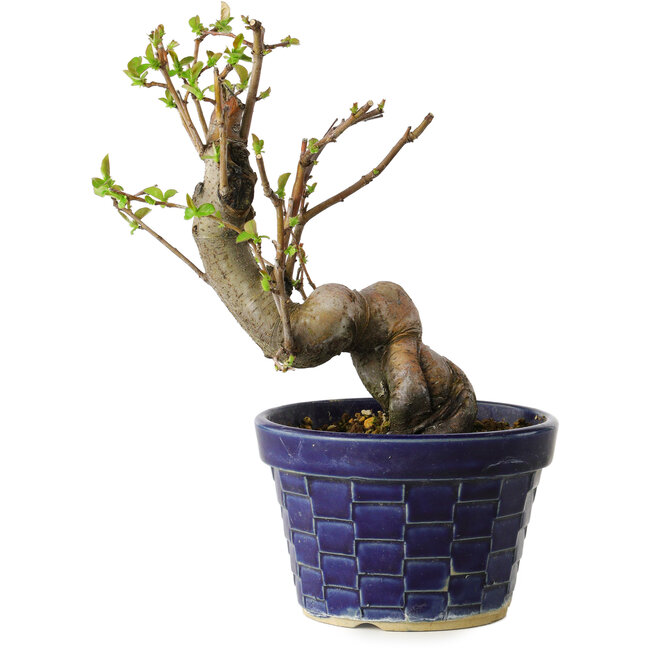 Pseudocydonia sinensis, 19 cm, ± 15 jaar oud