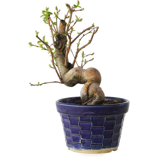 Pseudocydonia sinensis, 19 cm, ± 15 anni