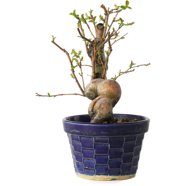 Pseudocydonia sinensis, 19 cm, ± 15 Jahre alt