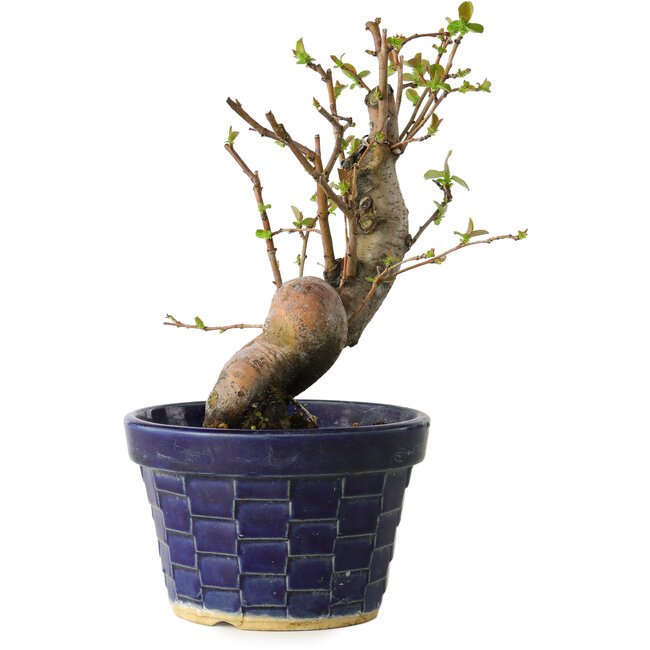 Pseudocydonia sinensis, 19 cm, ± 15 jaar oud