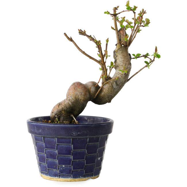 Pseudocydonia sinensis, 19 cm, ± 15 Jahre alt