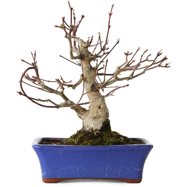 Acer palmatum, 20 cm, ± 20 jaar oud