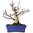Acer palmatum, 20 cm, ± 20 jaar oud