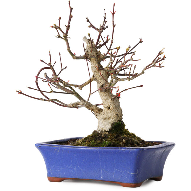 Acer palmatum, 20 cm, ± 20 Jahre alt