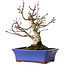 Acer palmatum, 20 cm, ± 20 years old
