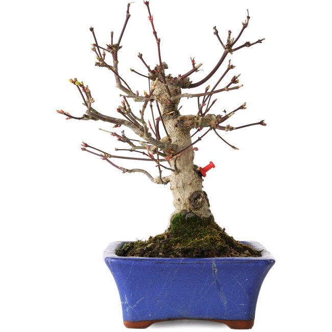 Acer palmatum, 20 cm, ± 20 ans