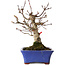 Acer palmatum, 20 cm, ± 20 jaar oud