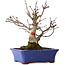 Acer palmatum, 20 cm, ± 20 jaar oud