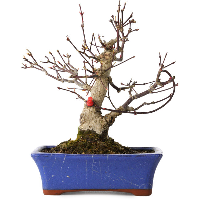 Acer palmatum, 20 cm, ± 20 years old