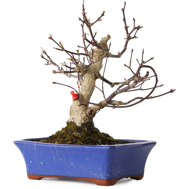 Acer palmatum, 20 cm, ± 20 Jahre alt