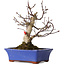 Acer palmatum, 20 cm, ± 20 jaar oud