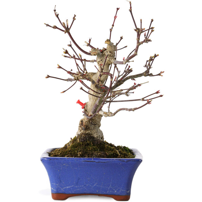 Acer palmatum, 20 cm, ± 20 anni