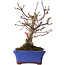 Acer palmatum, 20 cm, ± 20 jaar oud