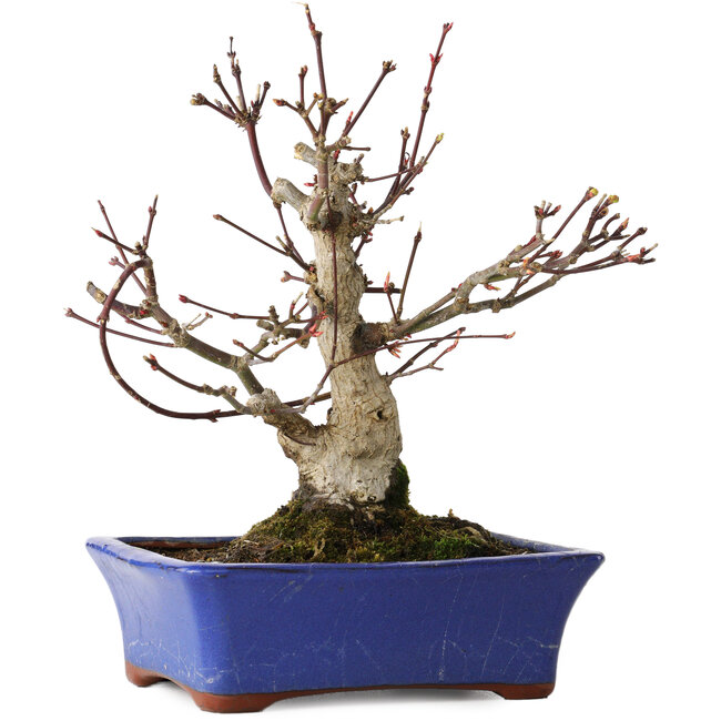 Acer palmatum, 20 cm, ± 20 anni