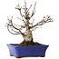 Acer palmatum, 20 cm, ± 20 jaar oud