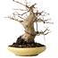 Acer palmatum, 18 cm, ± 30 jaar oud