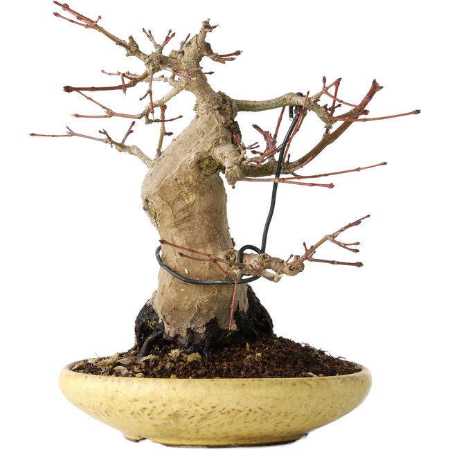 Acer palmatum, 18 cm, ± 30 Jahre alt