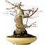 Acer palmatum, 18 cm, ± 30 jaar oud