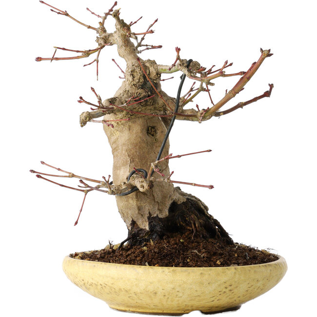Acer palmatum, 18 cm, ± 30 ans