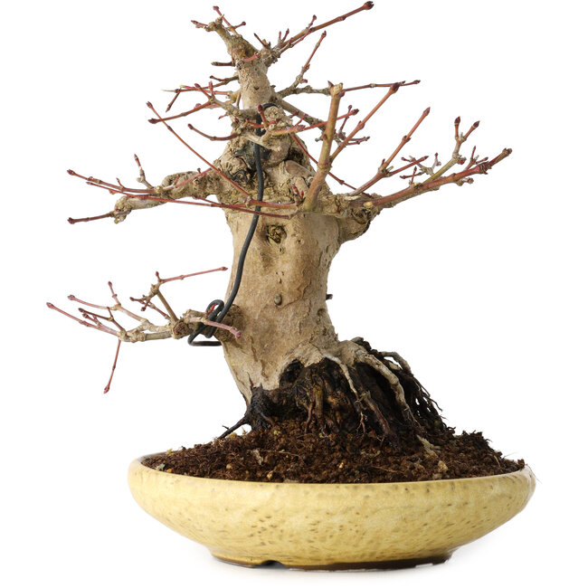 Acer palmatum, 18 cm, ± 30 anni