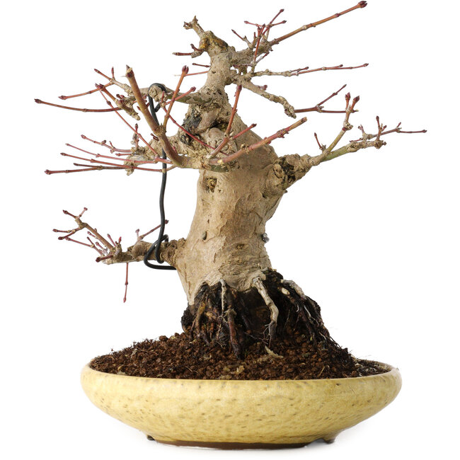 Acer palmatum, 18 cm, ± 30 Jahre alt