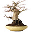 Acer palmatum, 18 cm, ± 30 jaar oud