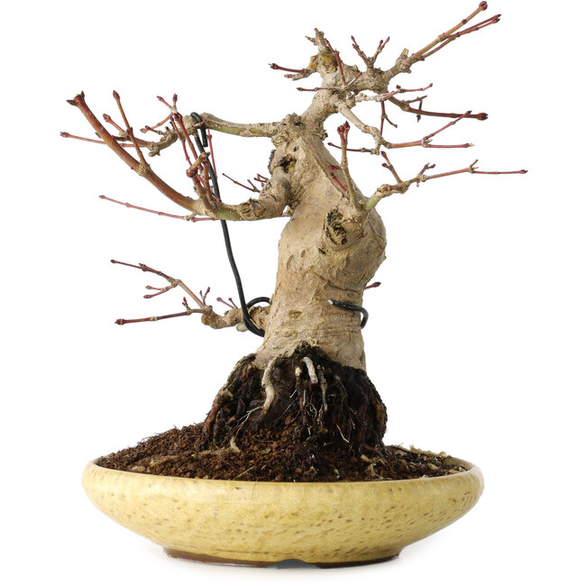 Acer palmatum, 18 cm, ± 30 años
