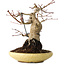 Acer palmatum, 18 cm, ± 30 jaar oud